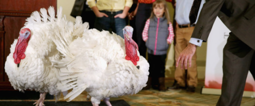 Thanksgiving turkeys pardoned