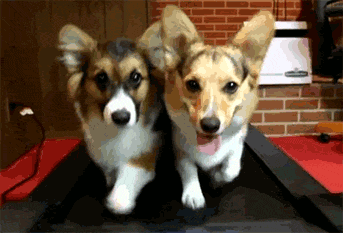 Legally speaking, these Corgis are not law-related at all. You're welcome, Facebook.
